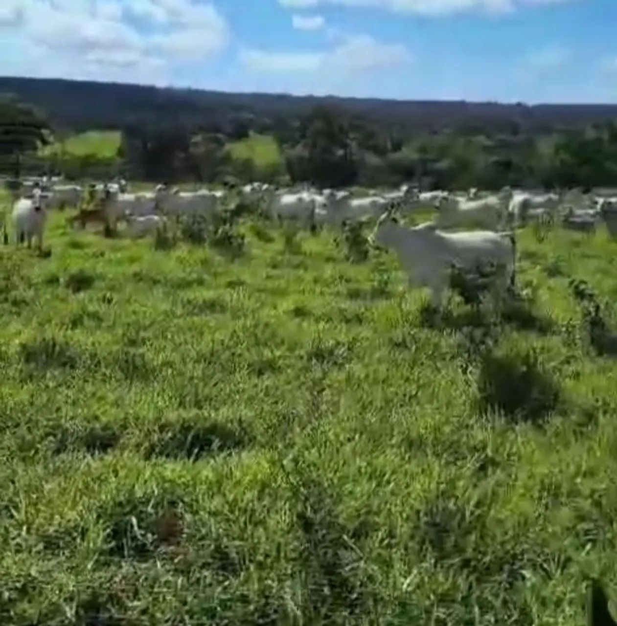 1500 para gado top barata pag parcelado