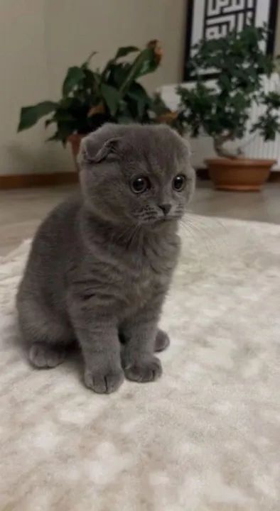 Scottish Fold Filhote na Cor Cinza - Foto 3