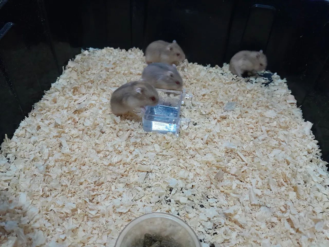 Filhotes de hamster anão russo. - Foto 5