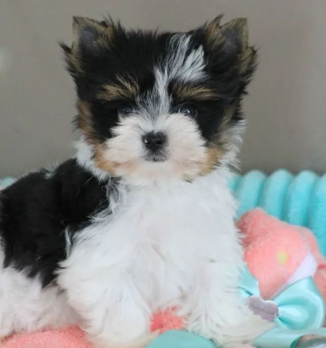 Biewer Terrier Macho Tricolor - Companheiro Perfeito Para Crianças e Idosos
