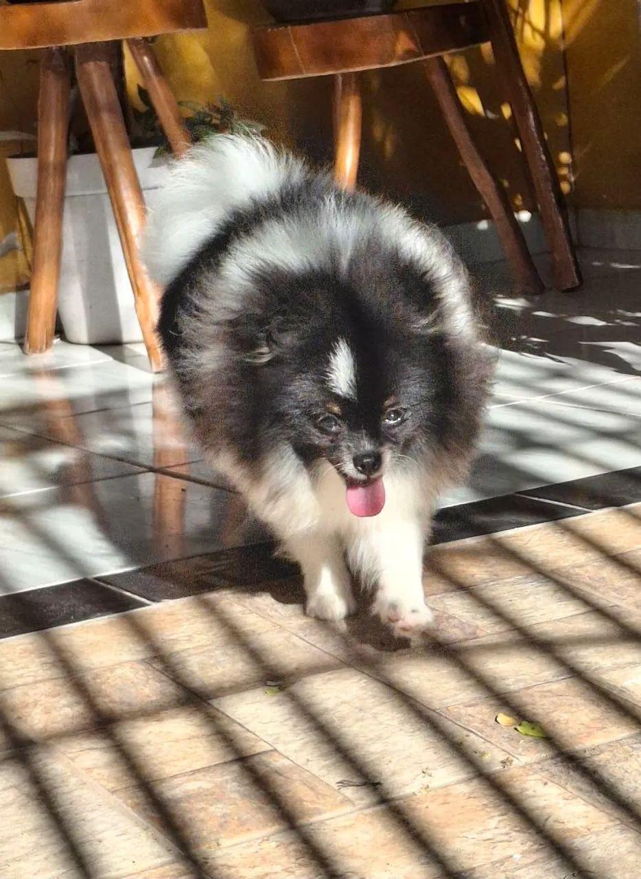 Filhote de Spitz Alemão Macho - Foto 5