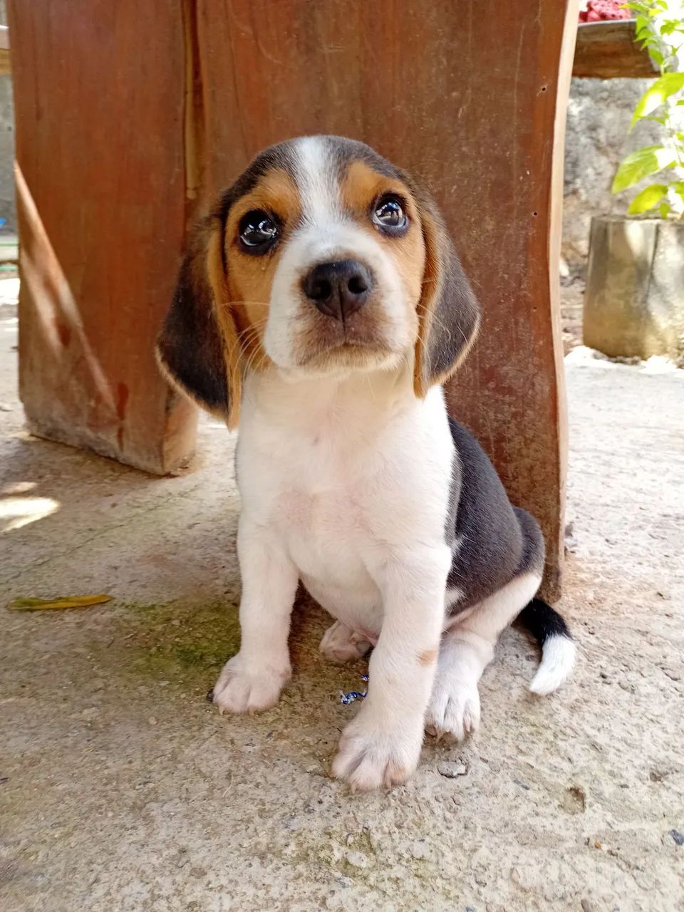 Filhote Beagle - Foto 4
