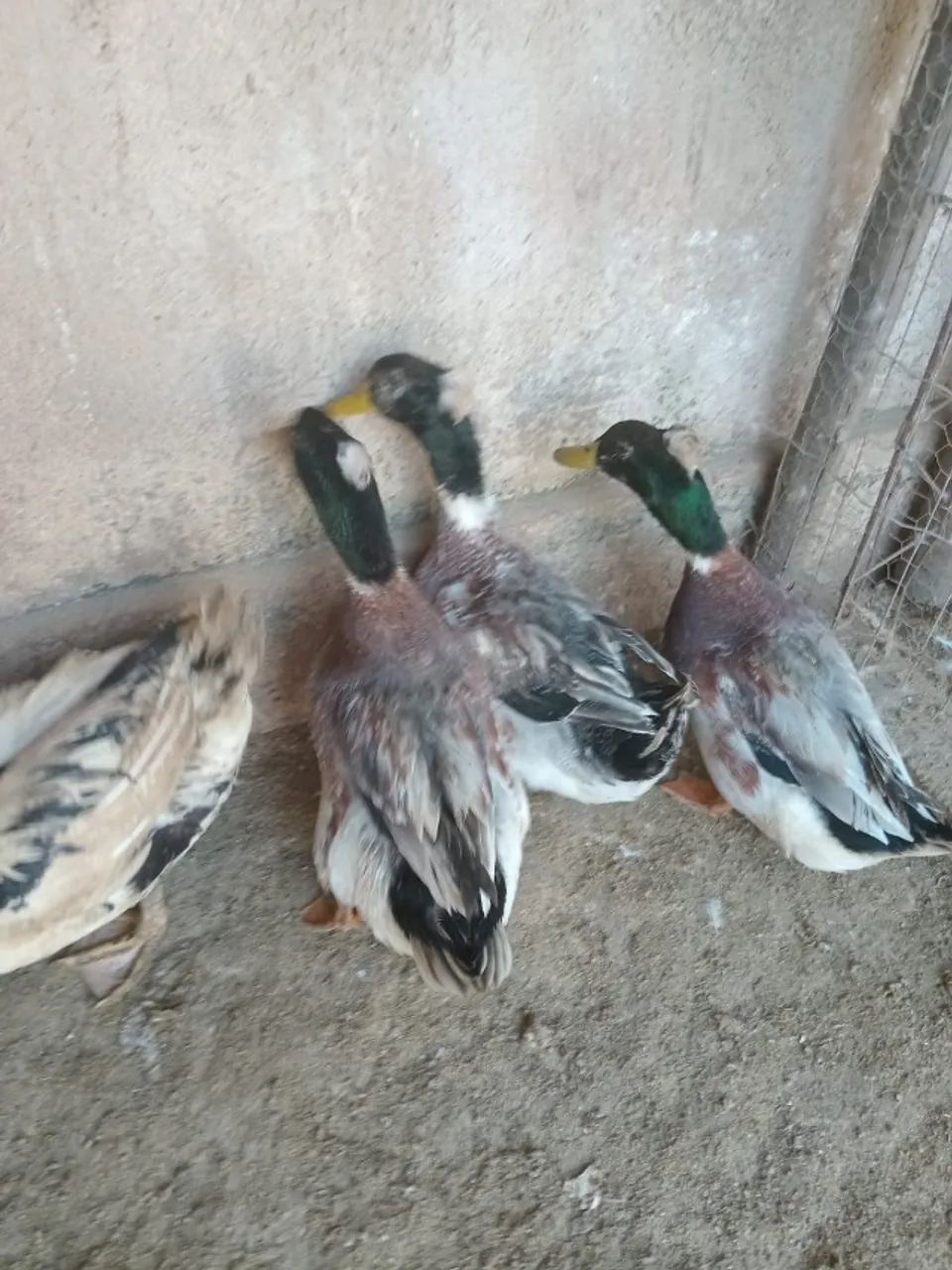 Vendo Marrecos de Rouen