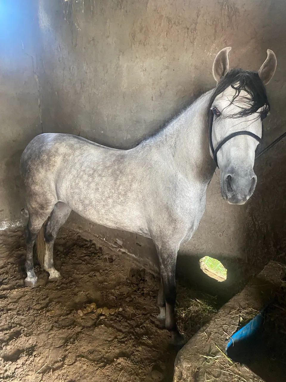 Cavalo mangalarga marchador