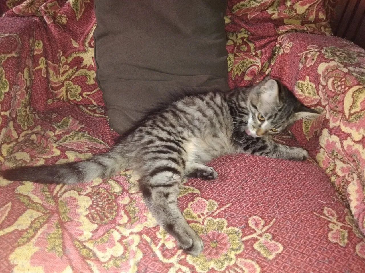 Fêmea filhote lindíssima - Foto 4