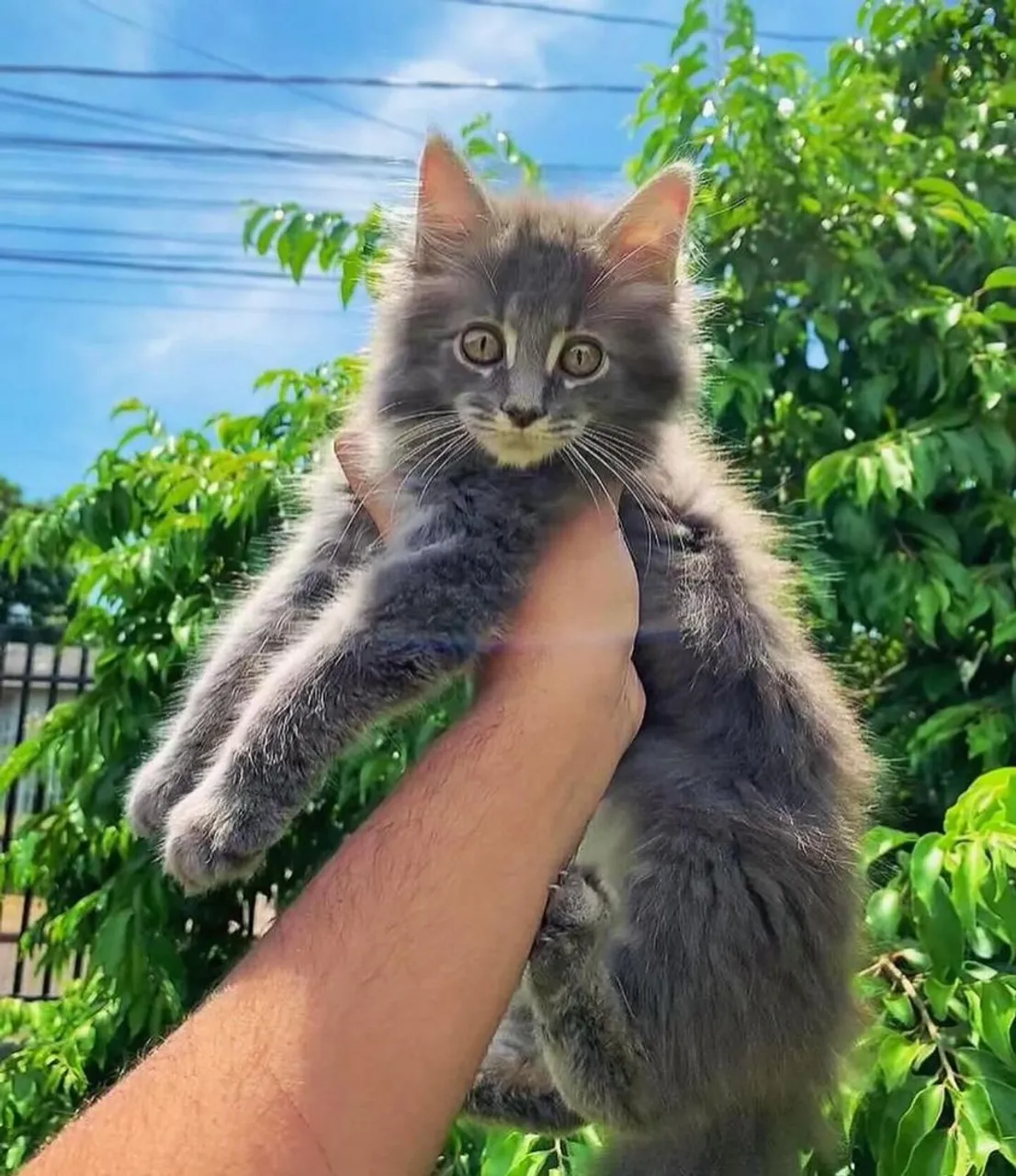 Filhote Maine coon cinza macho