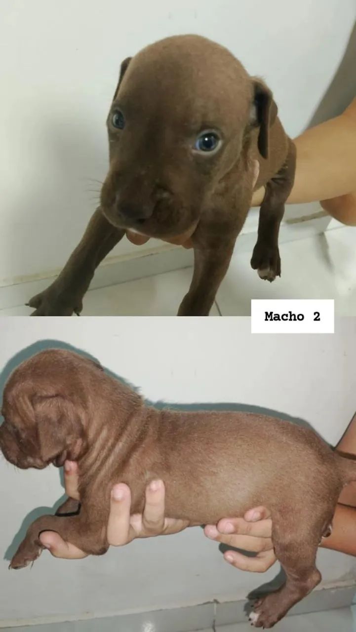 Filhotes de Pitbull - Foto 2