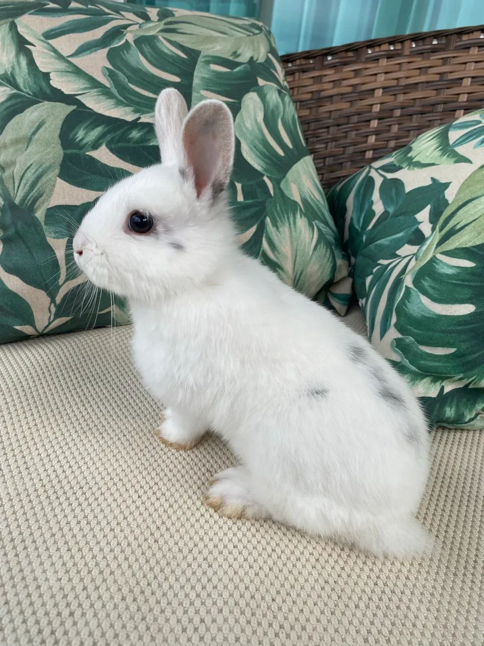 Coelhos mini lions - Foto 2