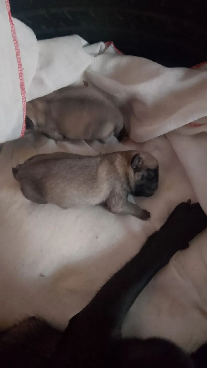 Filhotes de Pug para adoção