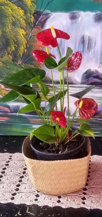 Orquídeas Antúrios lírios Crisântemos 