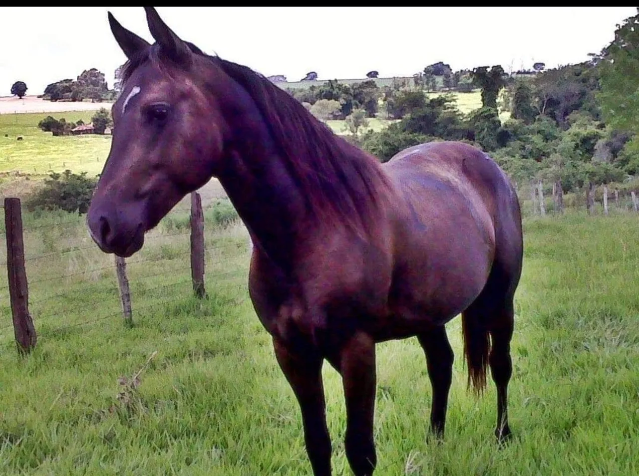 Cavalo para venda