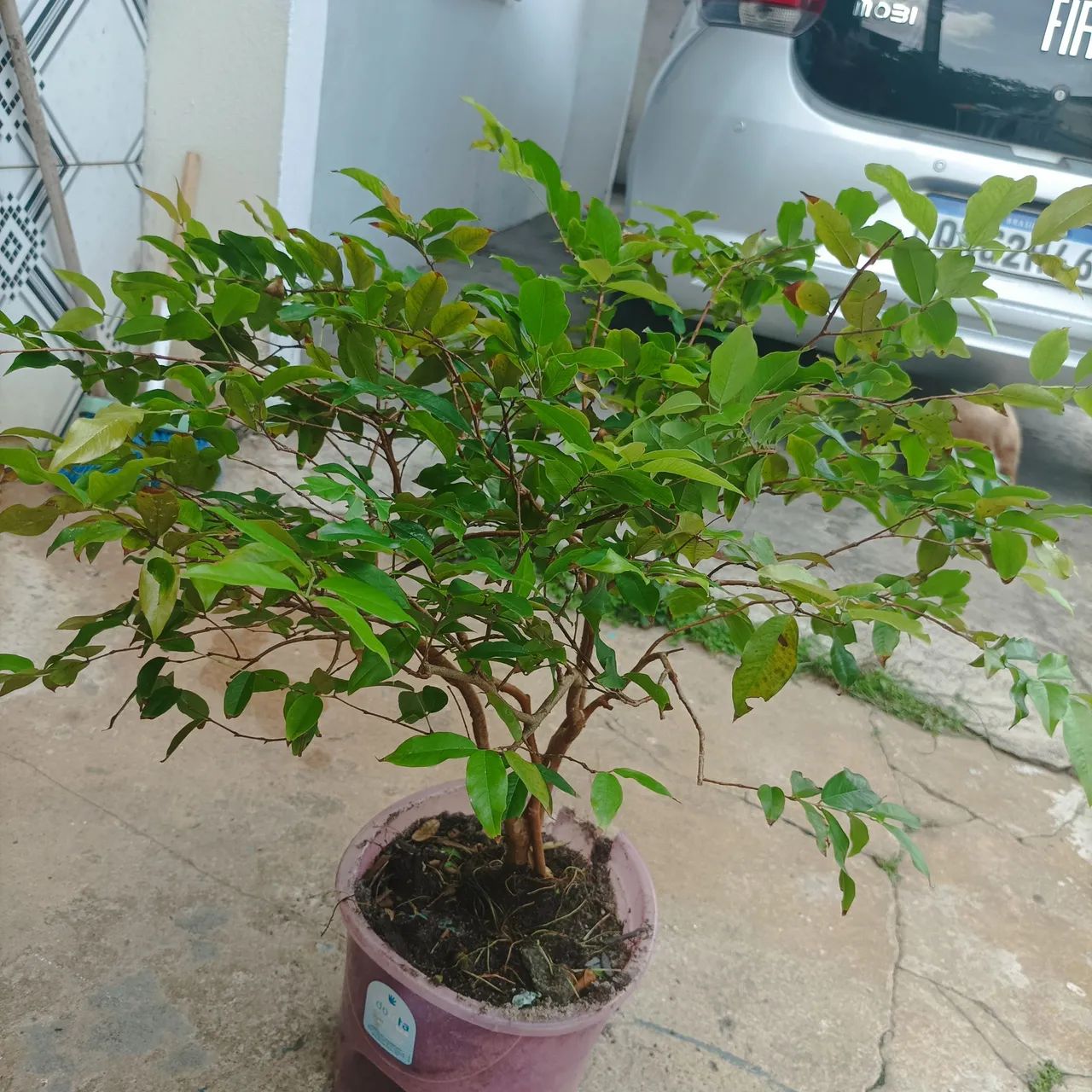 Muda de jabuticaba. - Foto 2