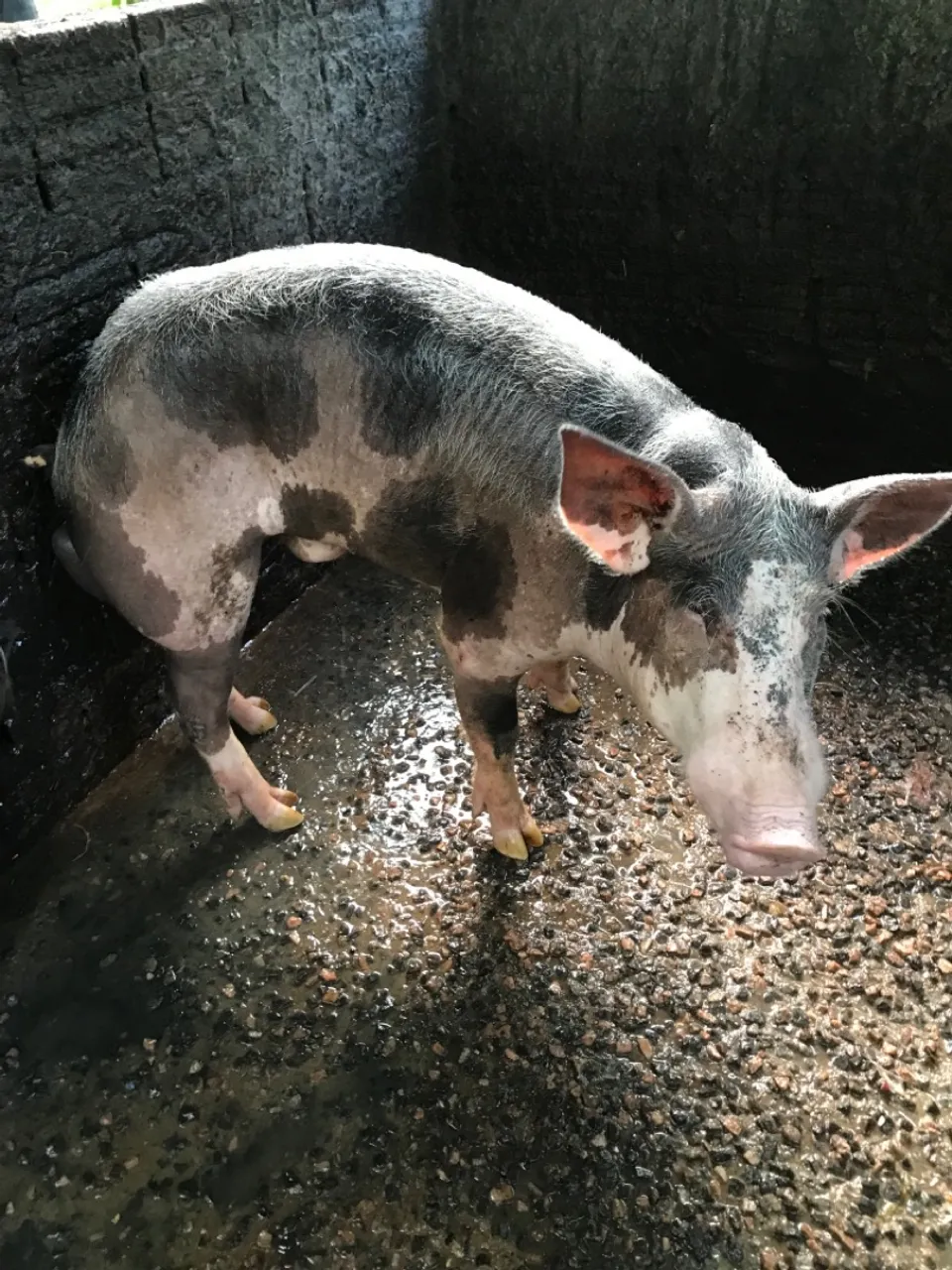 Porco para venda