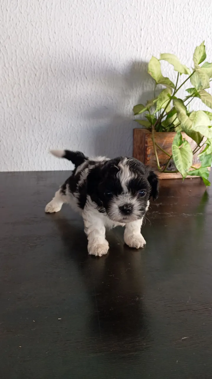 Filhotes de lhasa apso