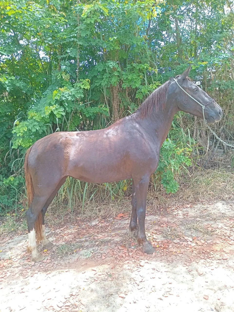 Vendo e troco potra manga larga natural de marcha picada - Foto 2