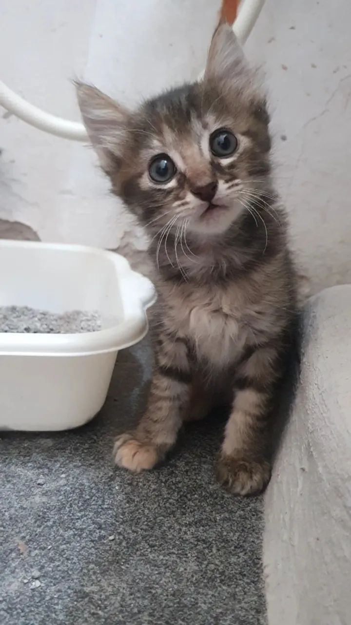 Gatinhos para adoção conjunta - Foto 6