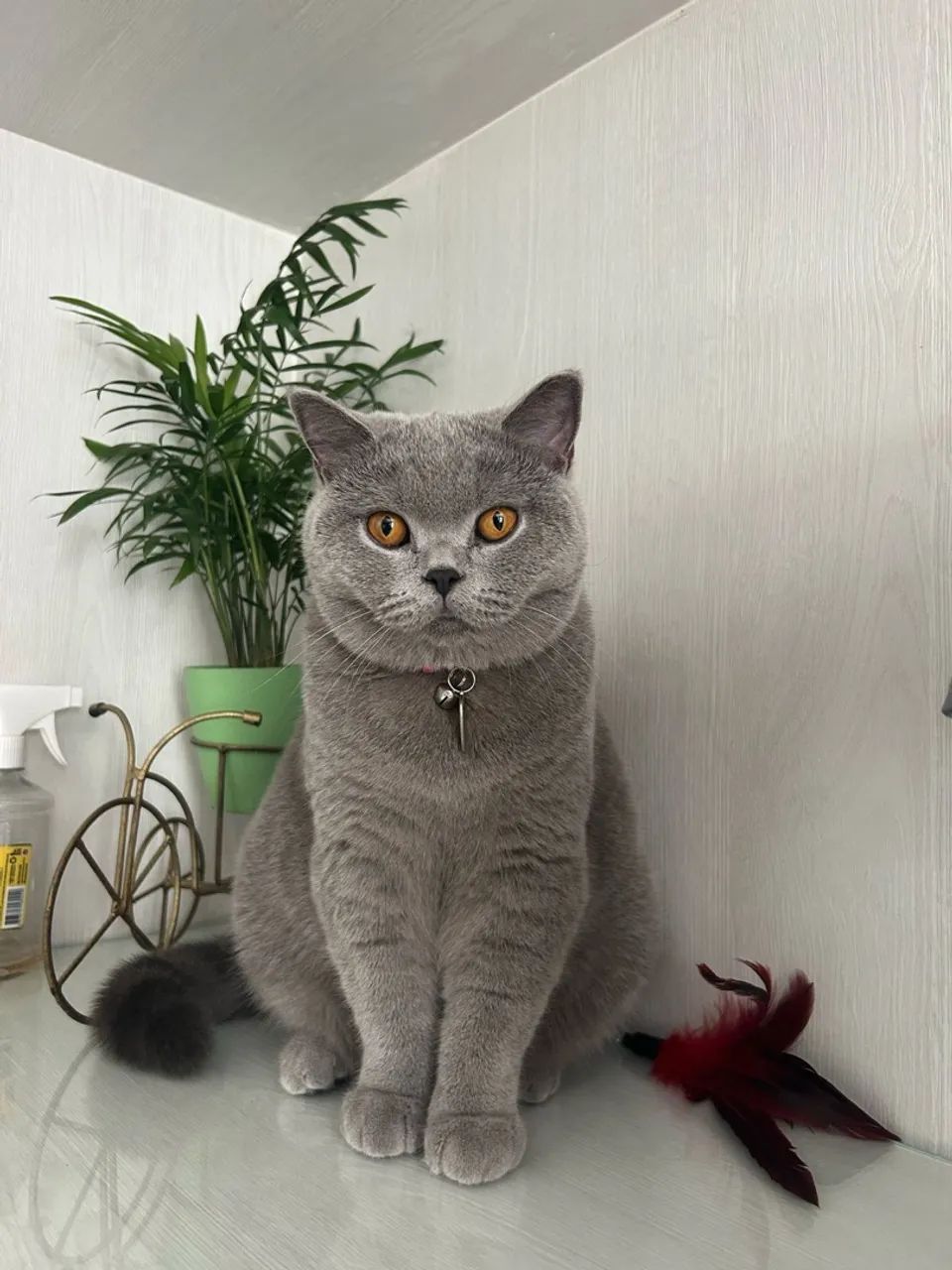 Gatos da raça British Shorthair com pedegree