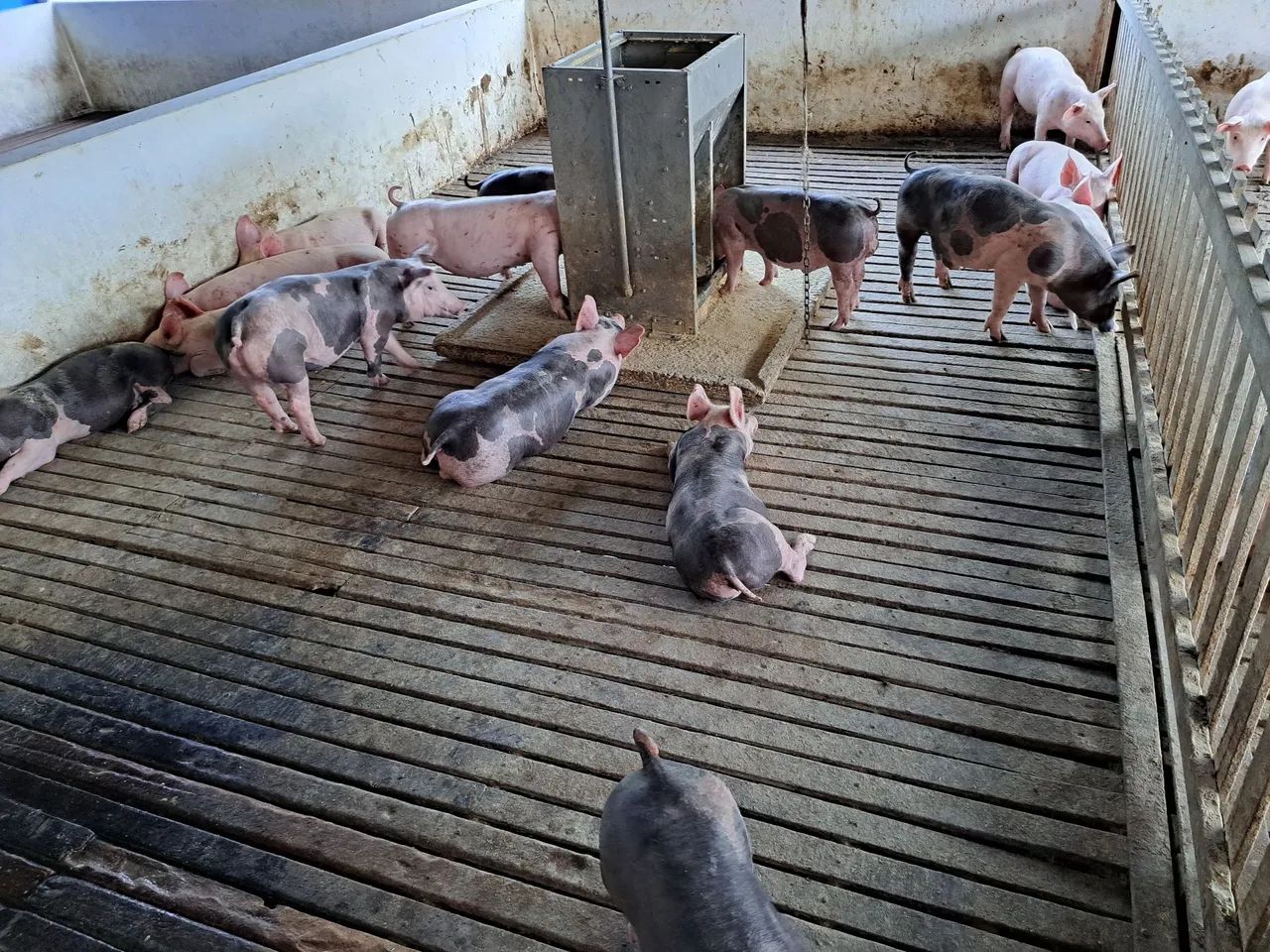 Suino - Leitões PIETRAIN PURO - Foto 3