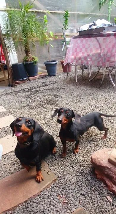 Não Castrado Linguicinha,salsicha  - Foto 3