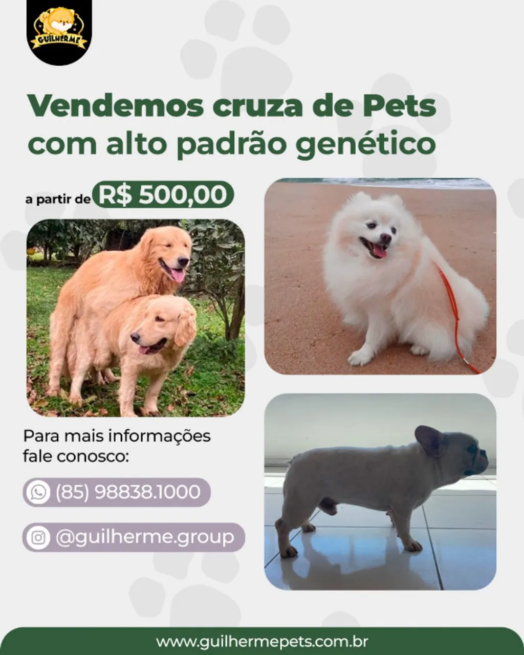 Cobertura(cruza) de Spitz Alemão(Lulu da Pomerânia), Bulldog Francês e Golden Retriever