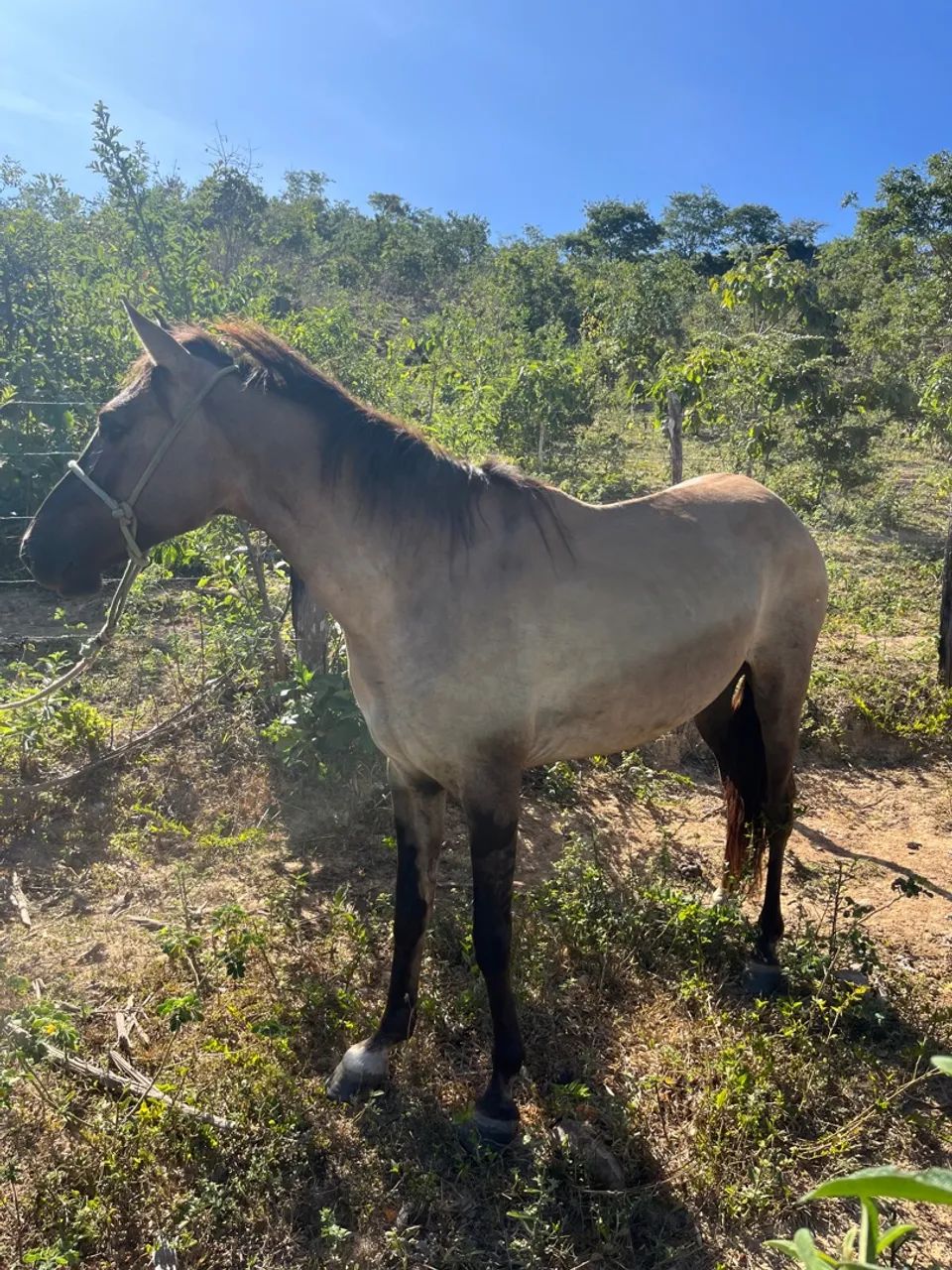 Cavalo marcha picada natural . - Foto 3