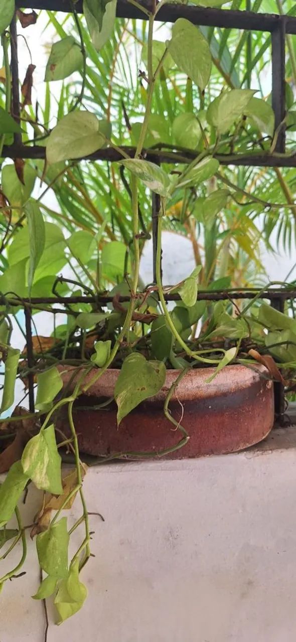 Vaso de Planta com Planta Ornamental - Foto 4