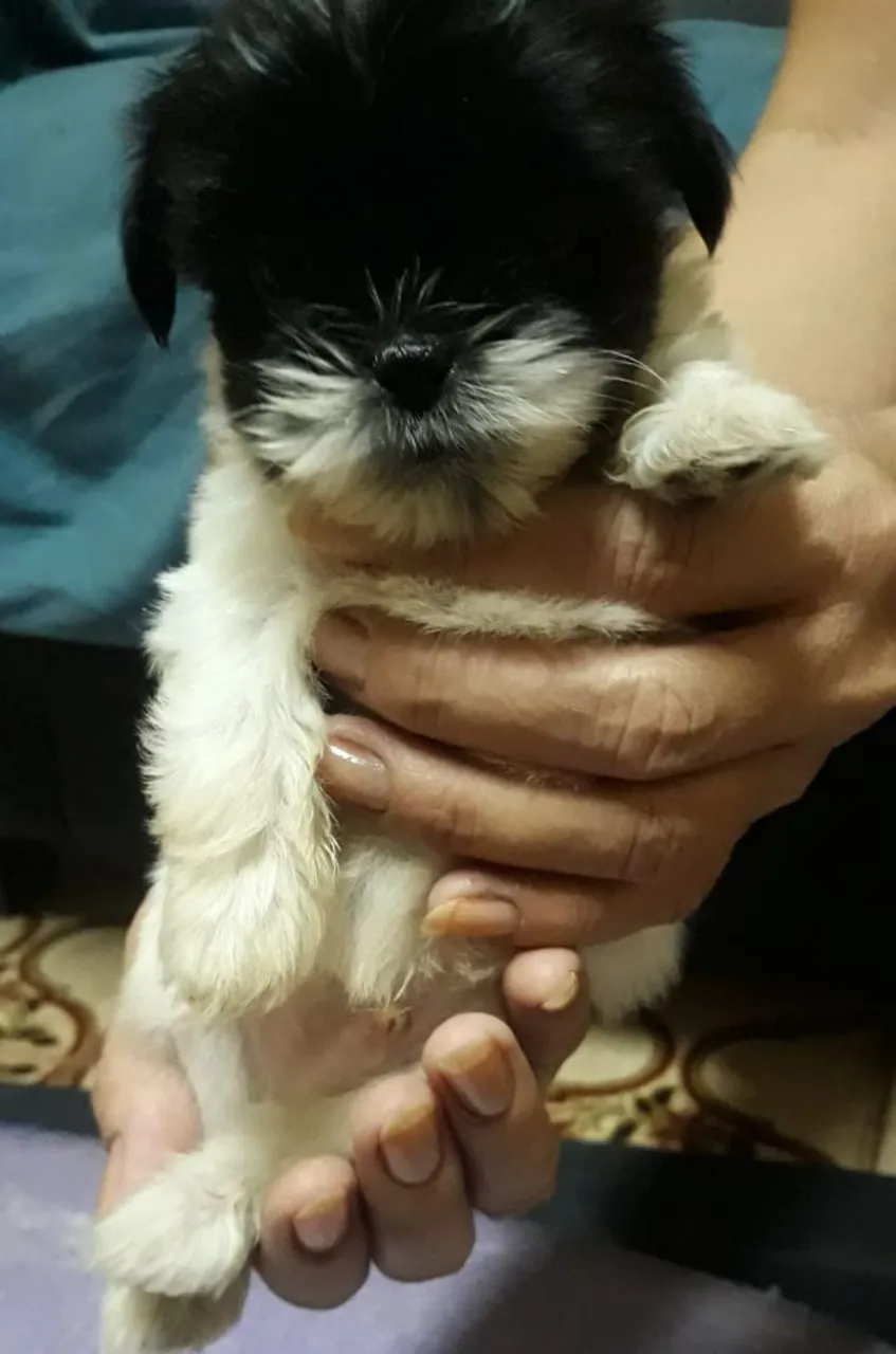 Filhote Shih Tzu MACHO
