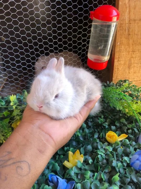 O menor coelho do mundo da raça netherland dwarf - macho  - Foto 6