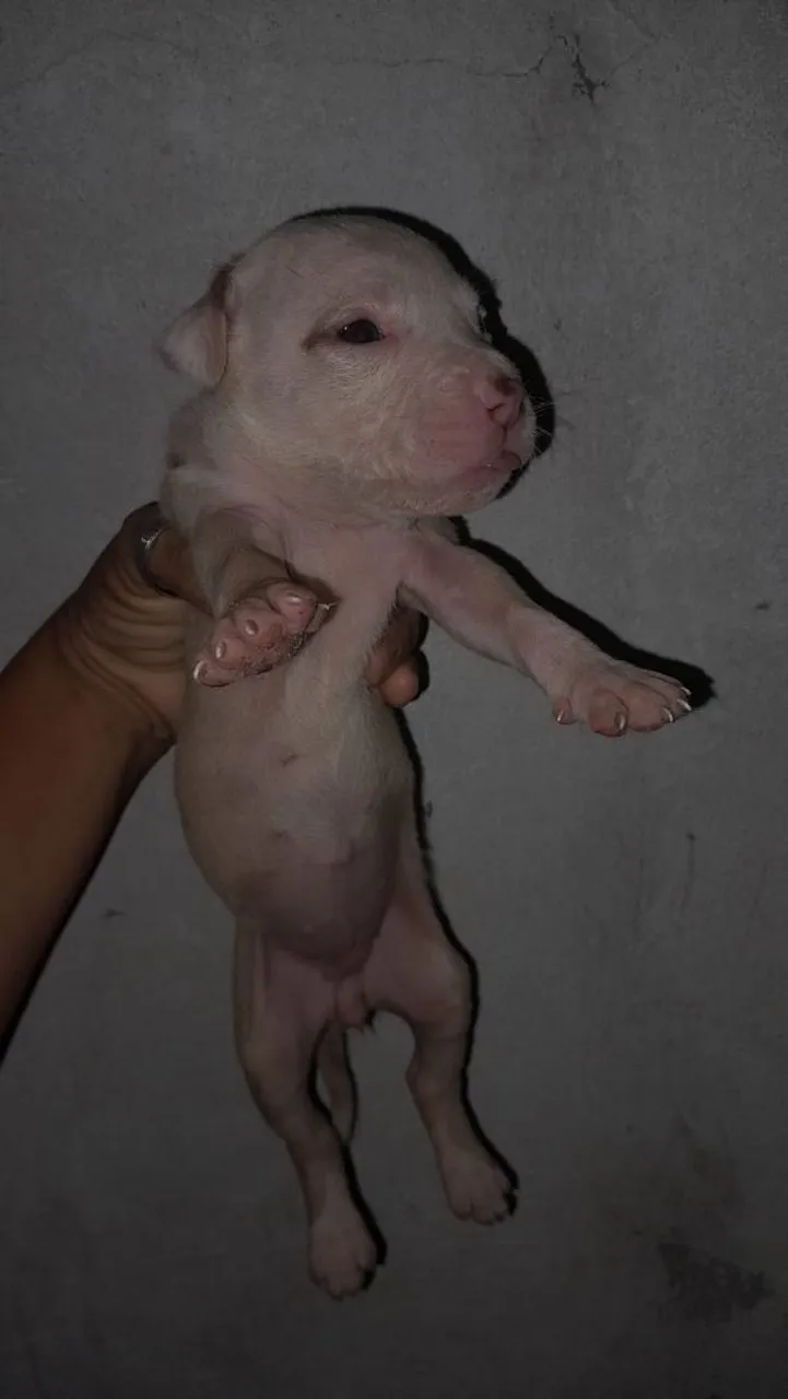 Filhote de Pitbull disponível para venda