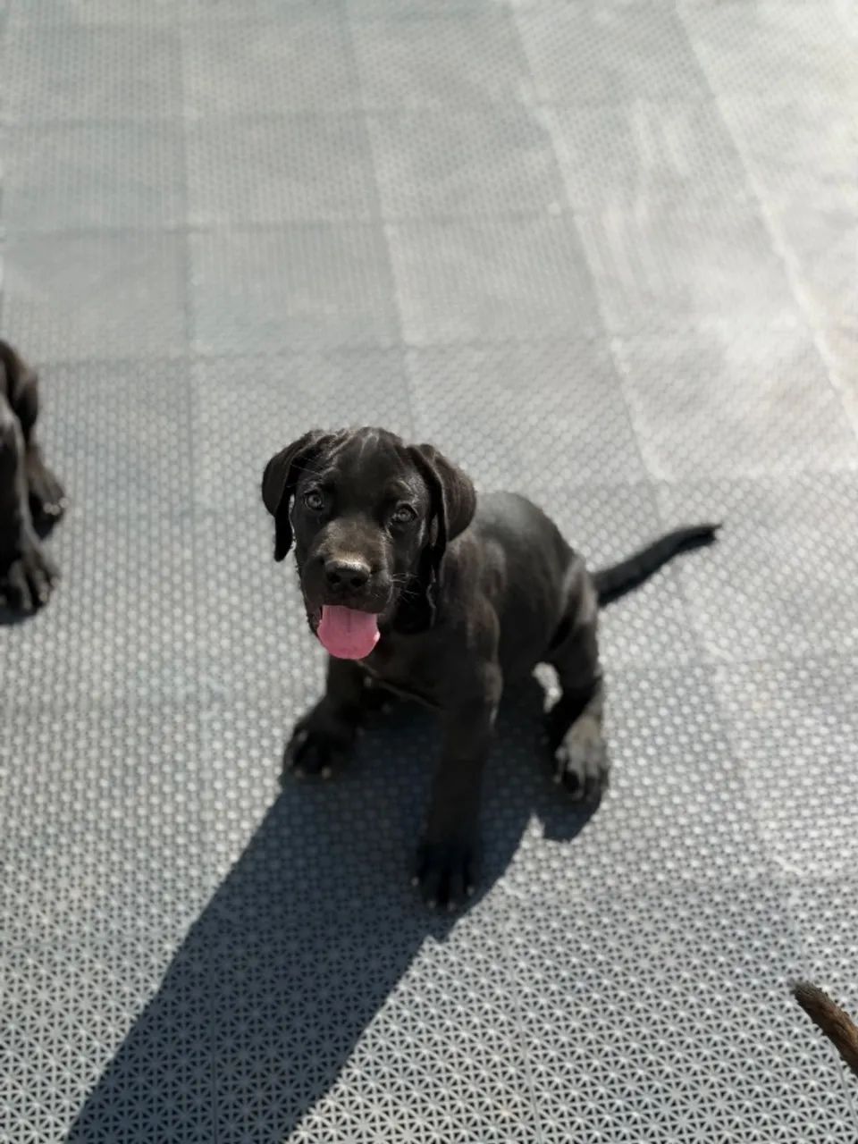 Filhote Cane Corso 