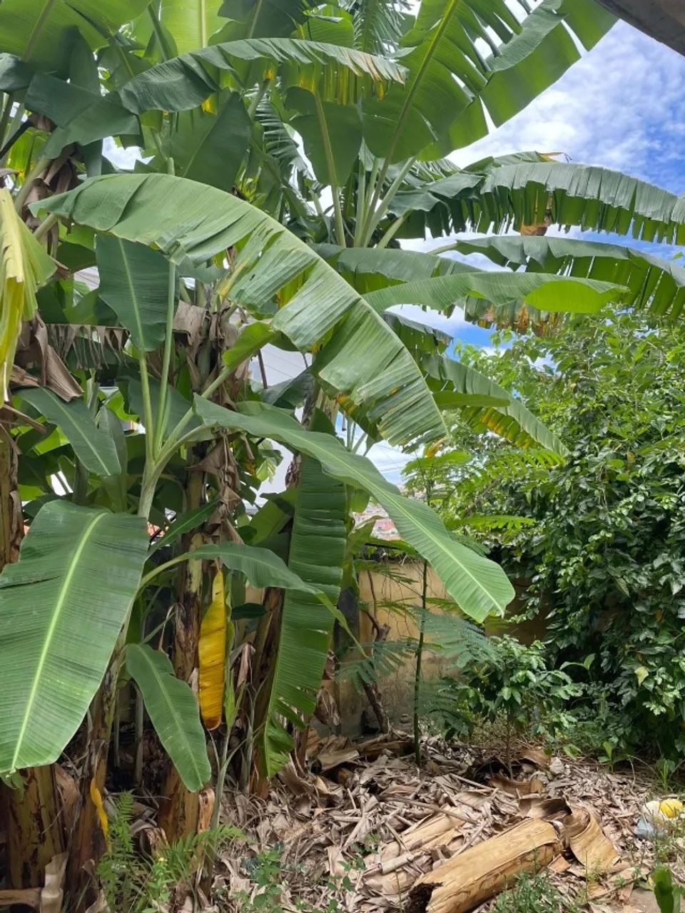 Coração/Umbigo de bananeira agroecológico - sem agrotóxicos - Foto 2