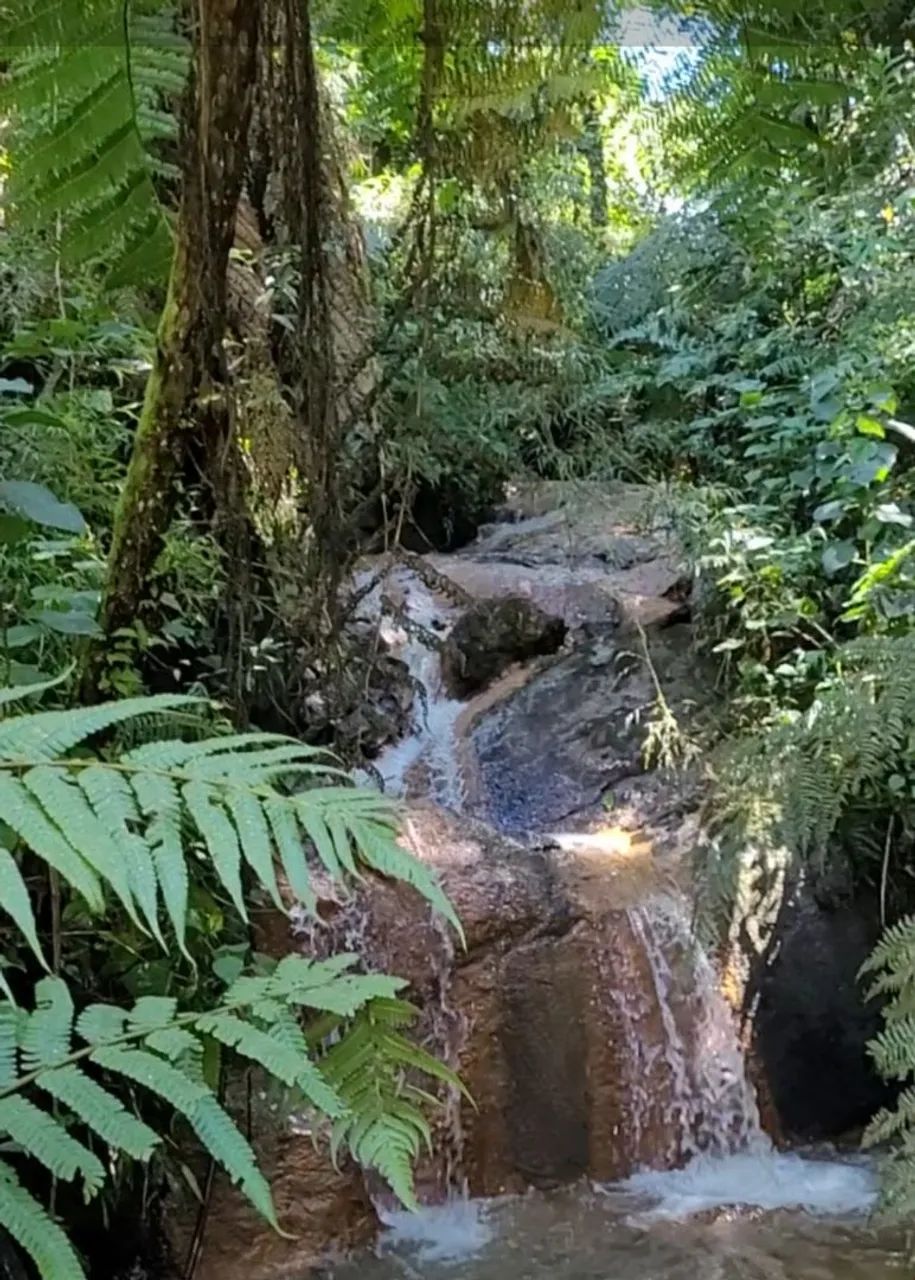 Sítio na região Sul de MG - Foto 2