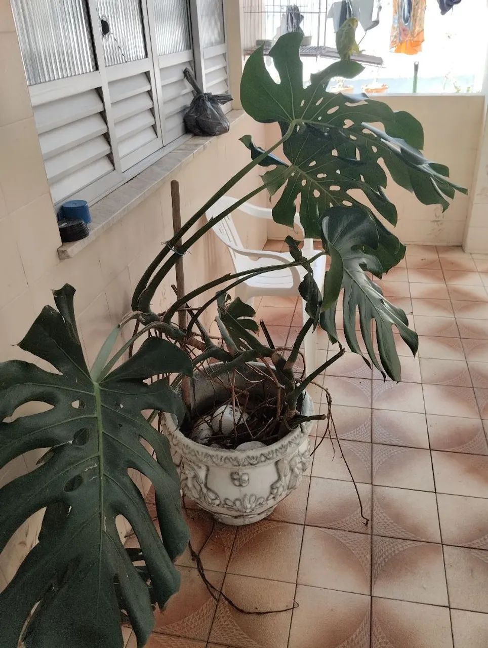 Costela de Adão com caqueiro  - Foto 3