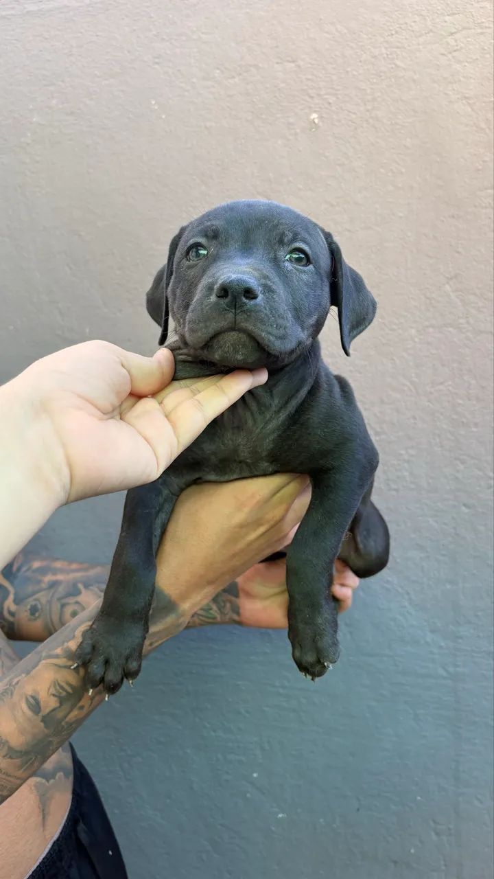 Pit monster com pedigree 