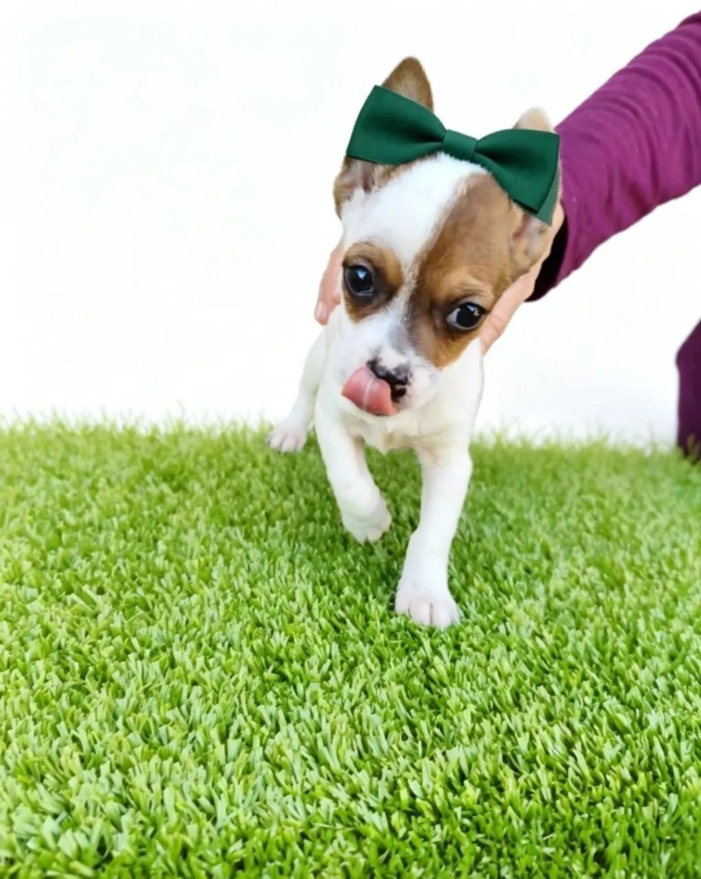 Pinscher Zero Miniatura Lindo e Brincalhão