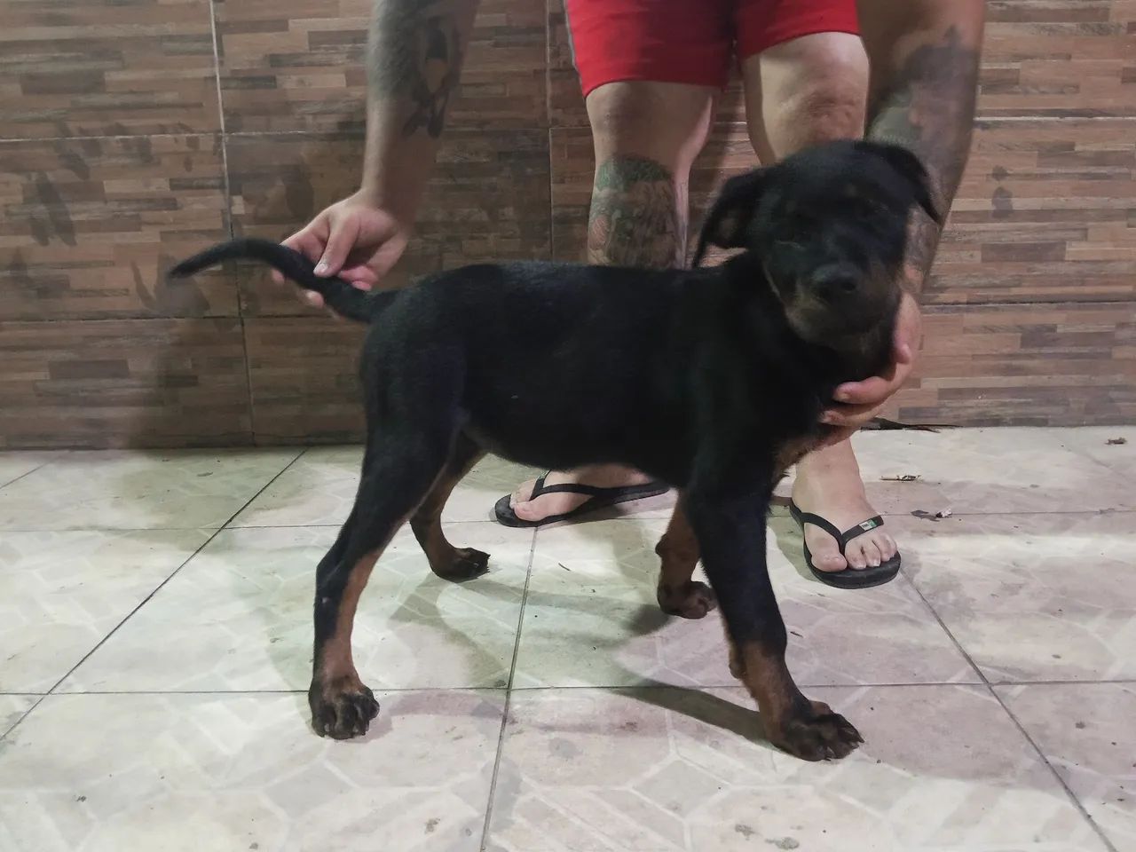 Rottweiler com 90 dias 