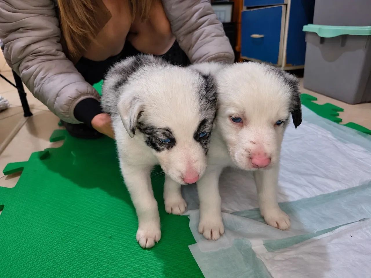Border collie BLUE merly - Foto 4