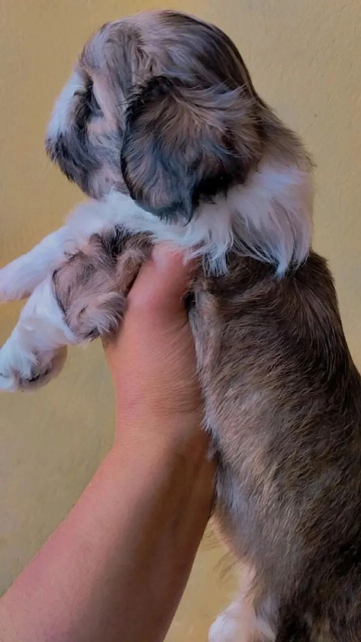 Shitzu - Foto 3