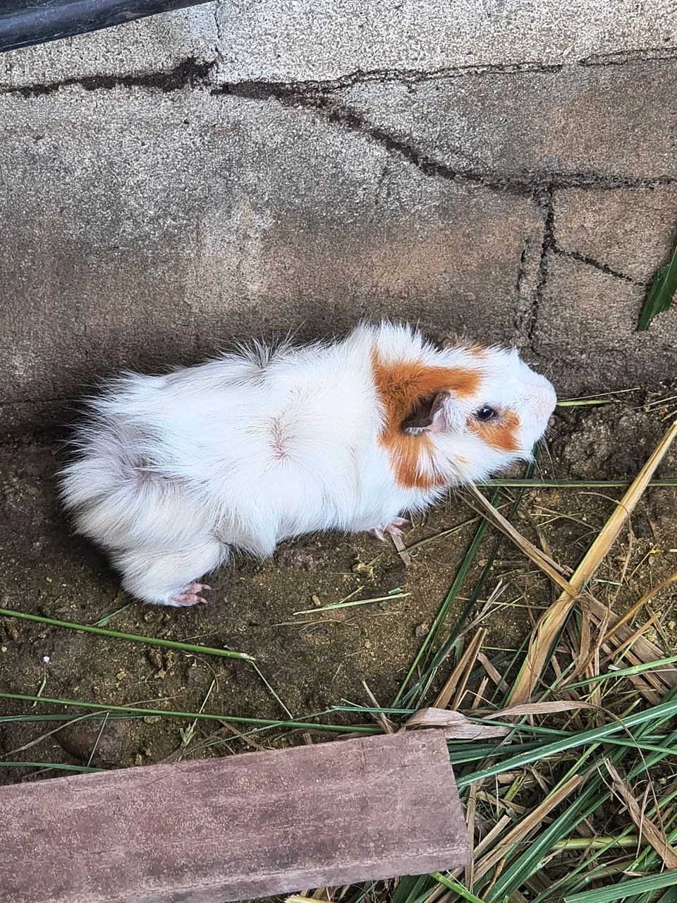 Porquinhos da índia MACHOS - Foto 2