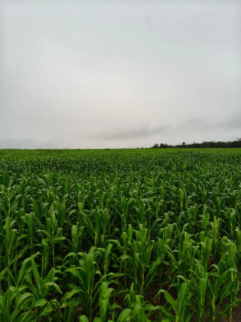 Oportunidade de compra fazenda em Codó  - Foto 5