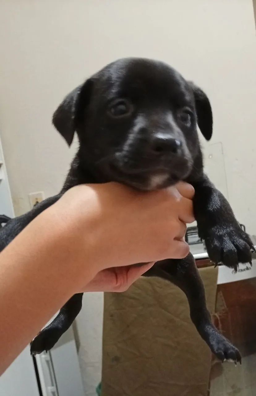 Doação de cachorrinhos  - Foto 4