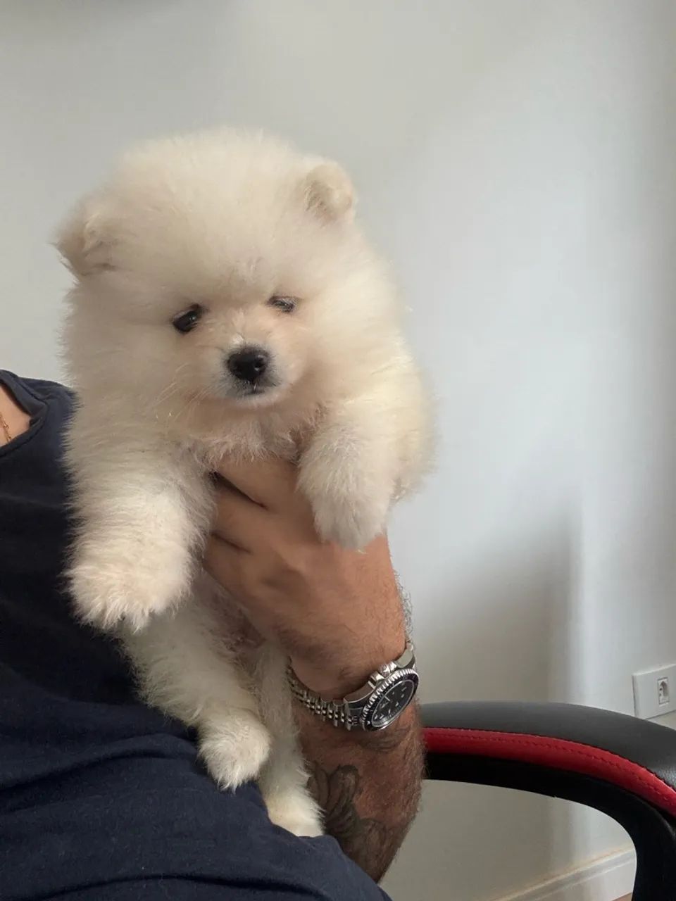 Spitz doação 
