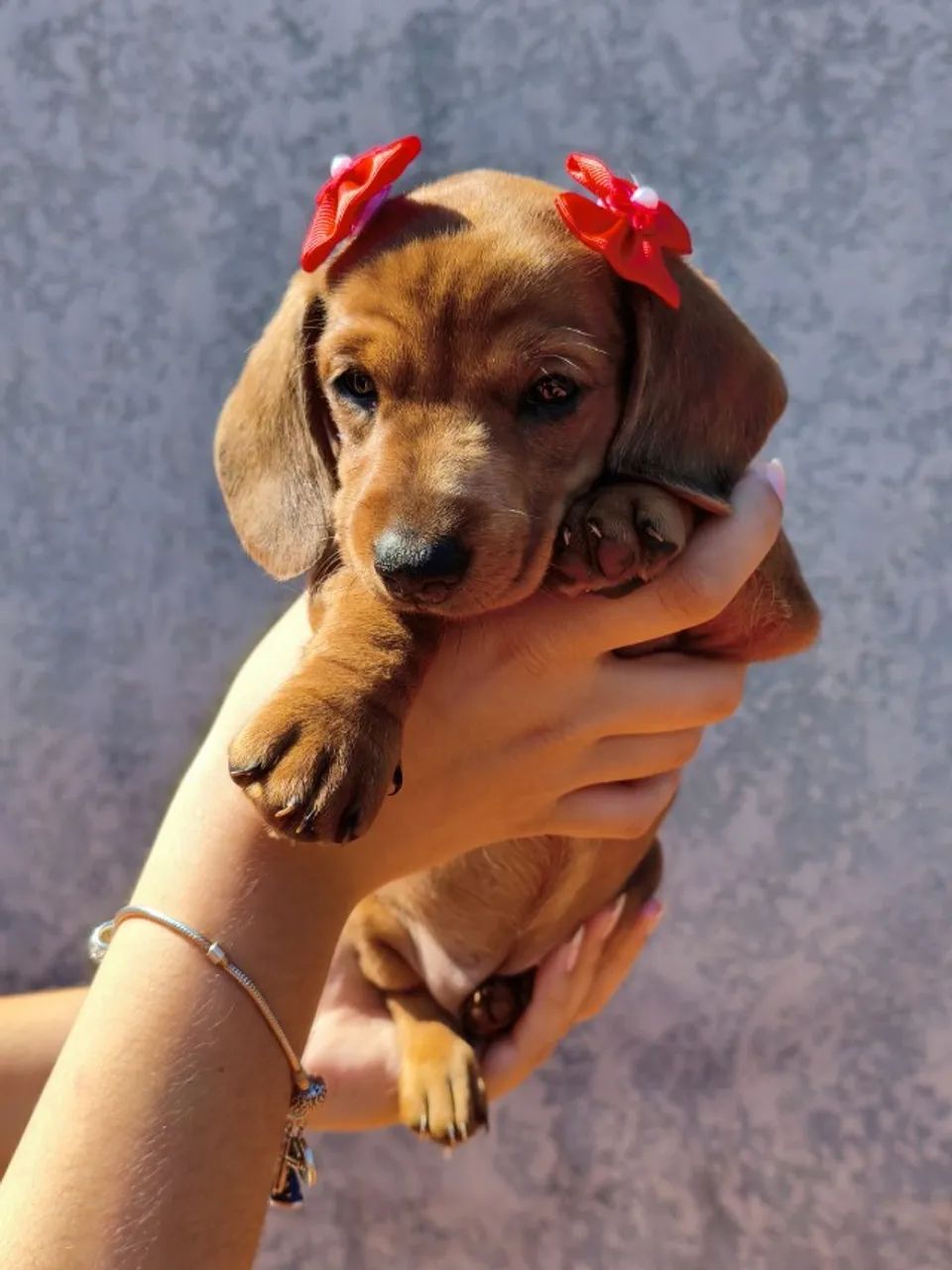 Cachorrinha 