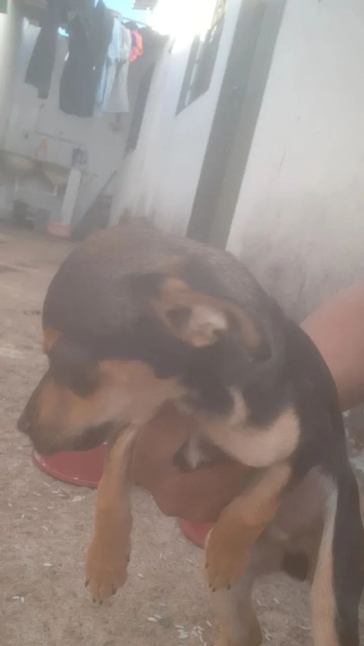 Doação cachorro - Foto 3