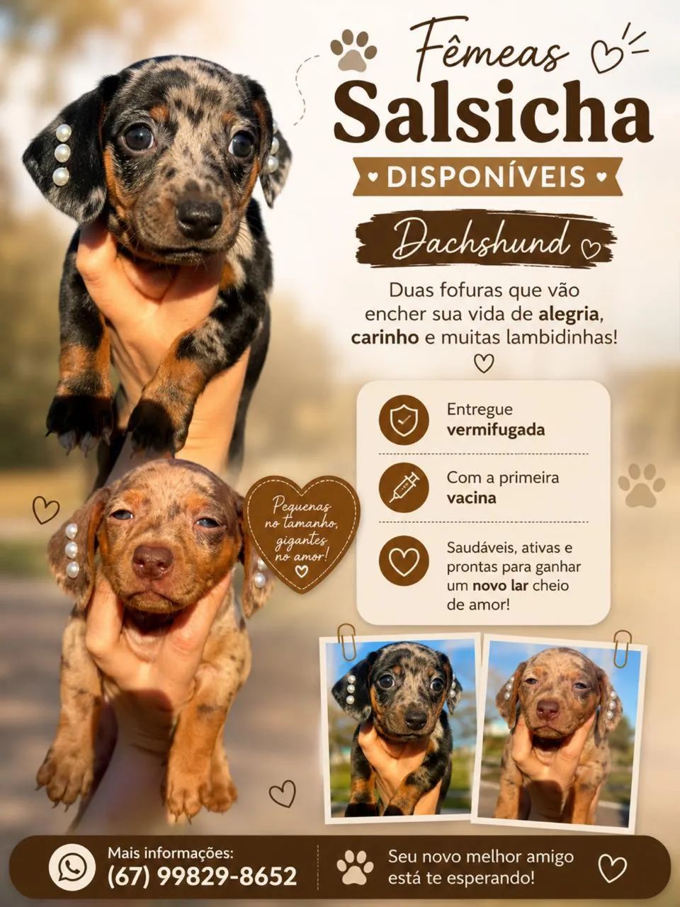 Salsicha 