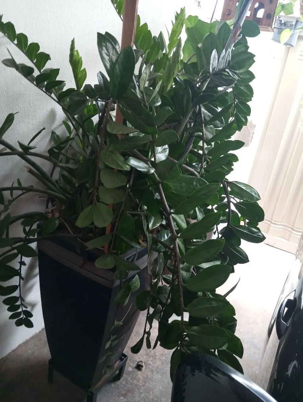 Vaso de plantas  - Foto 4