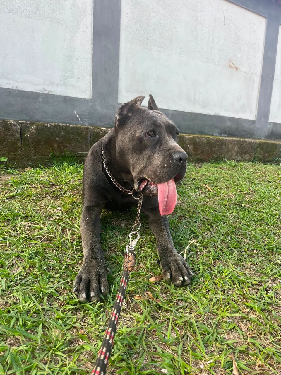 Cane Corso - Foto 5