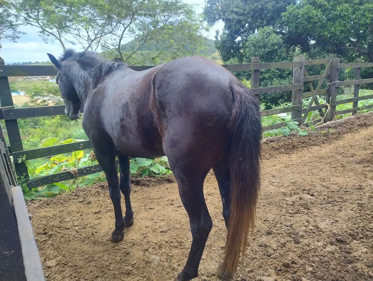 Piquira Macho
