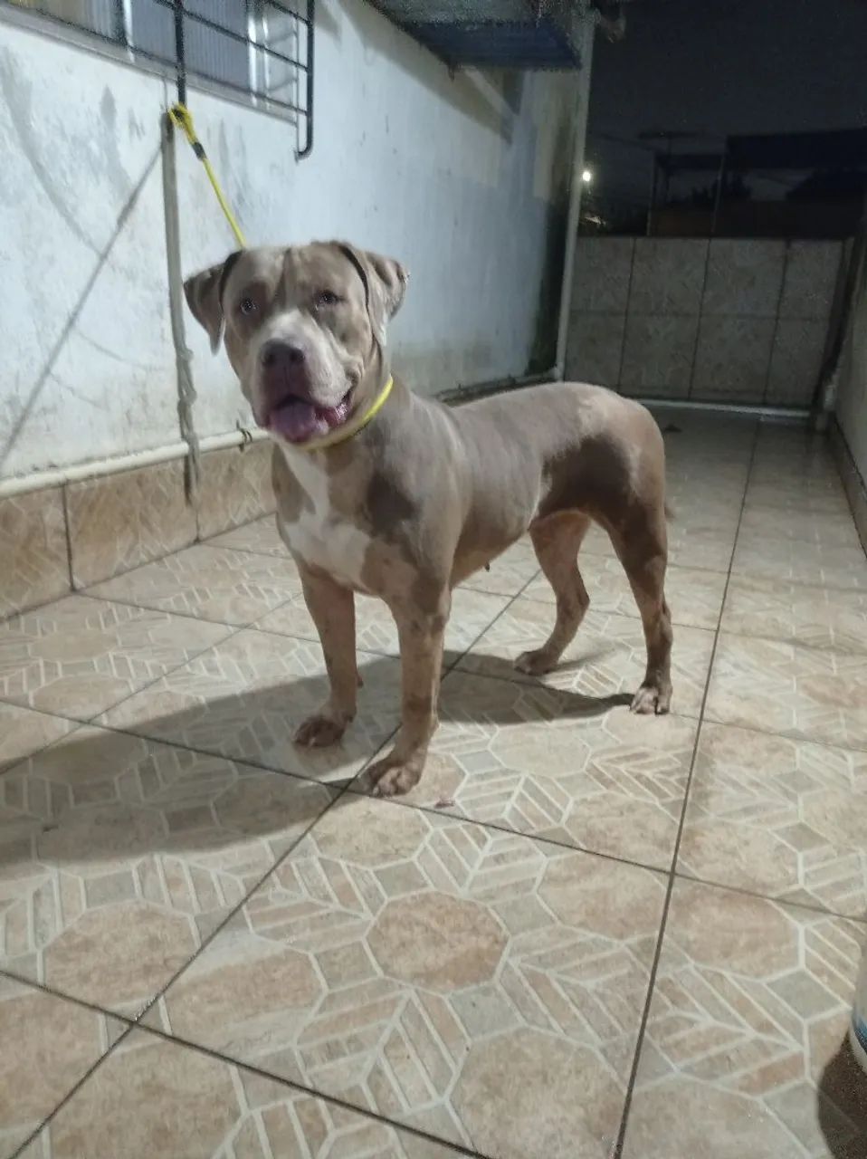 Pitmonster  - Foto 2