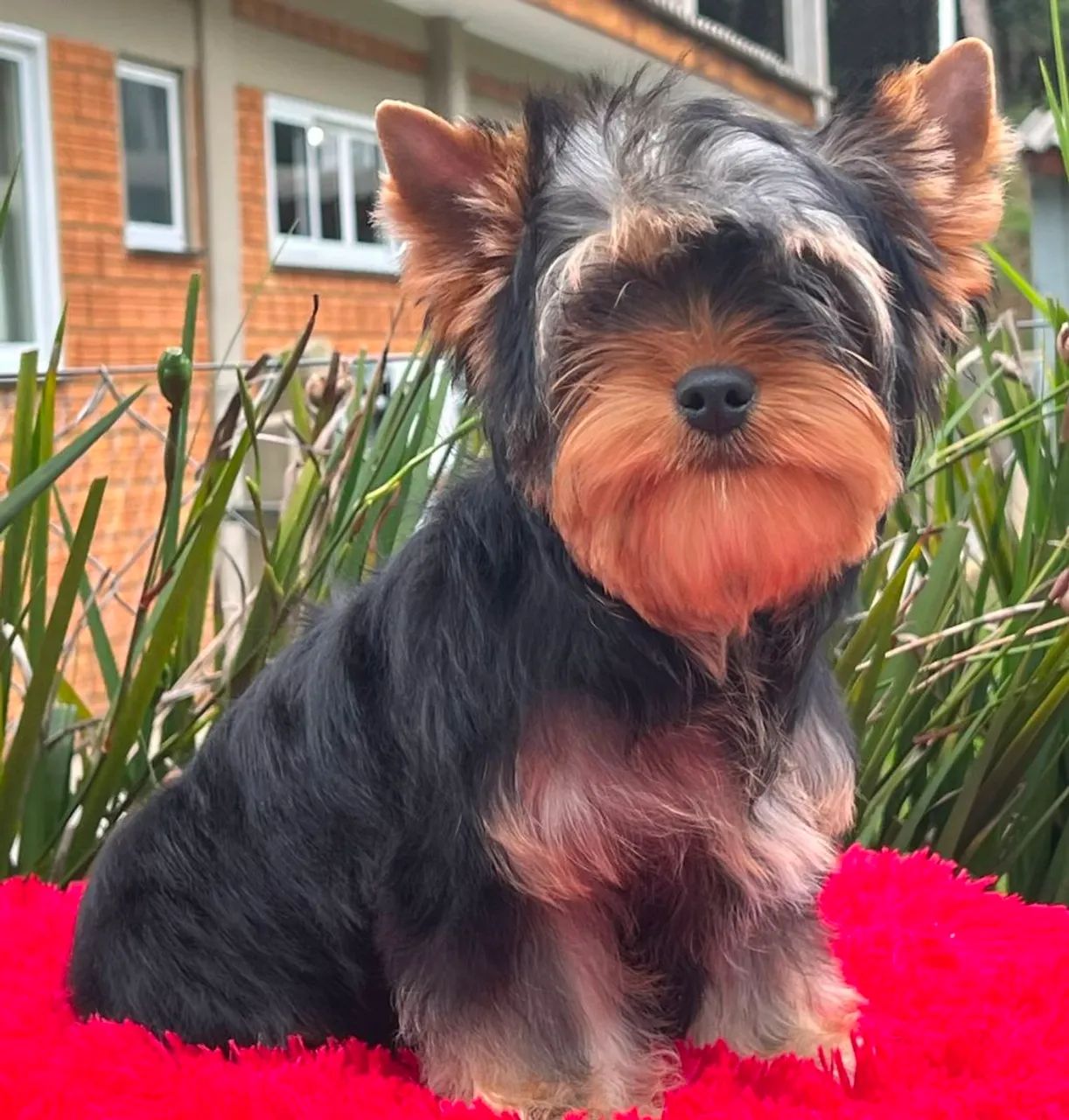 Yorkshire terrier macho 